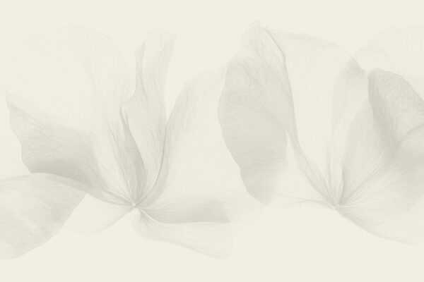 Robin-flower-1-BG Soft floral background visual for Robin Dhaliwal website