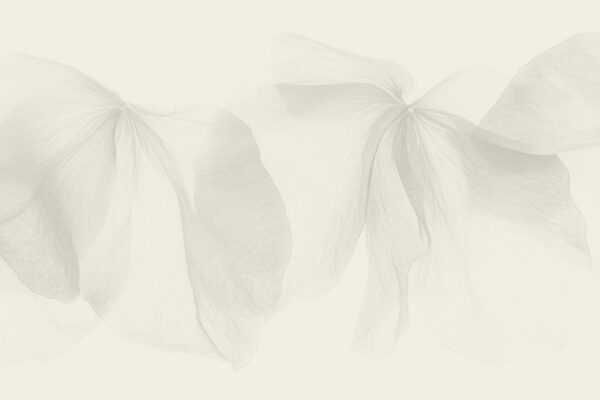 Robin-flower-2-BG Soft floral background visual for Robin Dhaliwal website