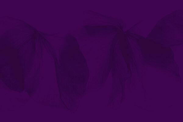 Robin-flower-2p-BG Soft floral background visual for Robin Dhaliwal website